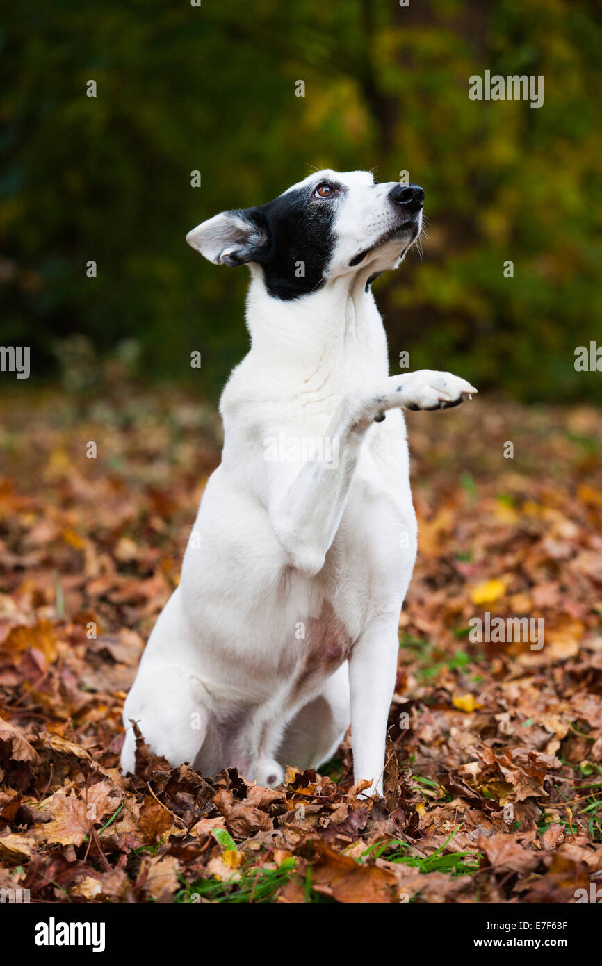 Mixed-breed dog, mongrel, black and white, sitting in autumn leaves with a raised paw Stock Photo