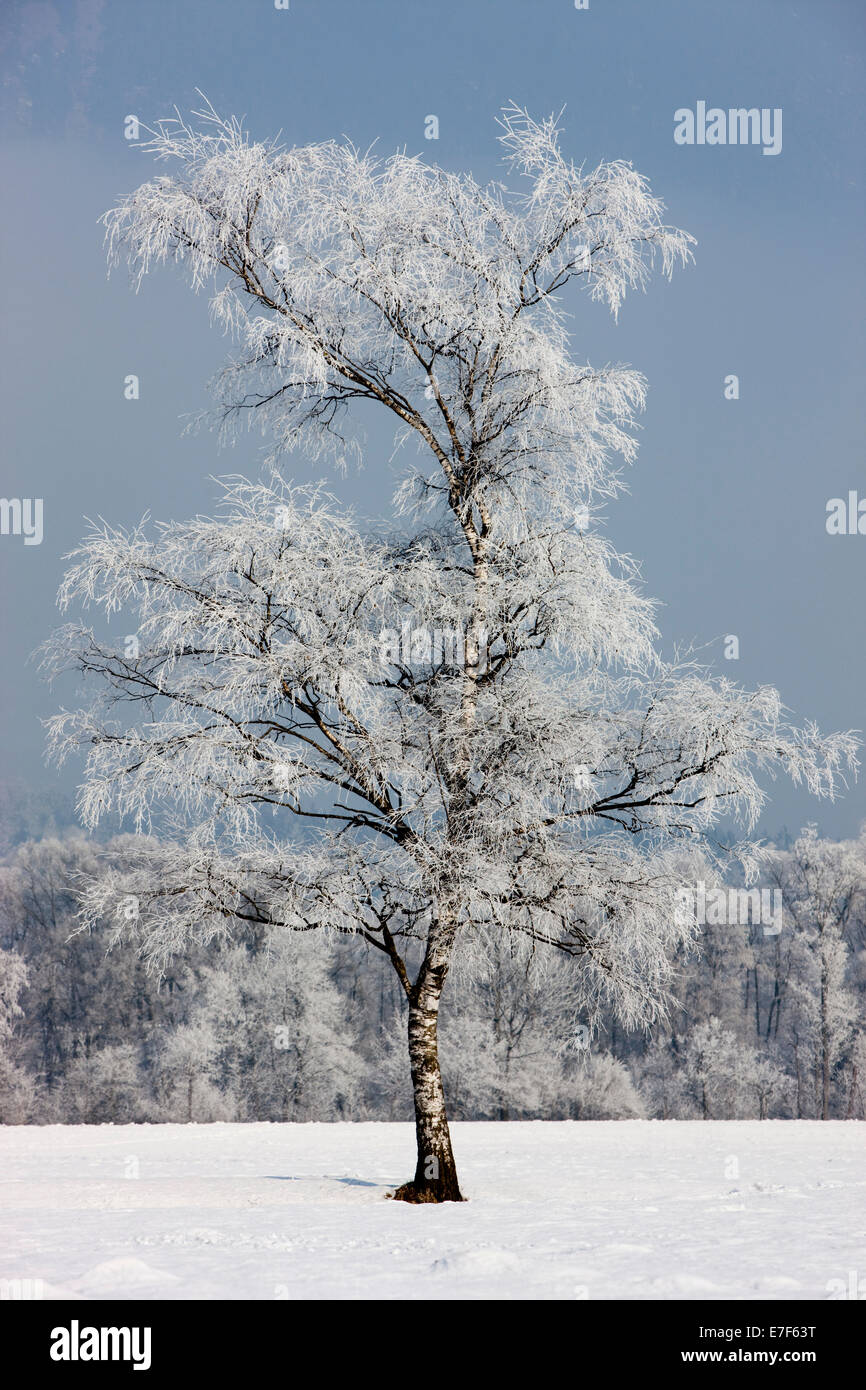 Birch tree covered with hoarfrost, North Tyrol, Austria Stock Photo