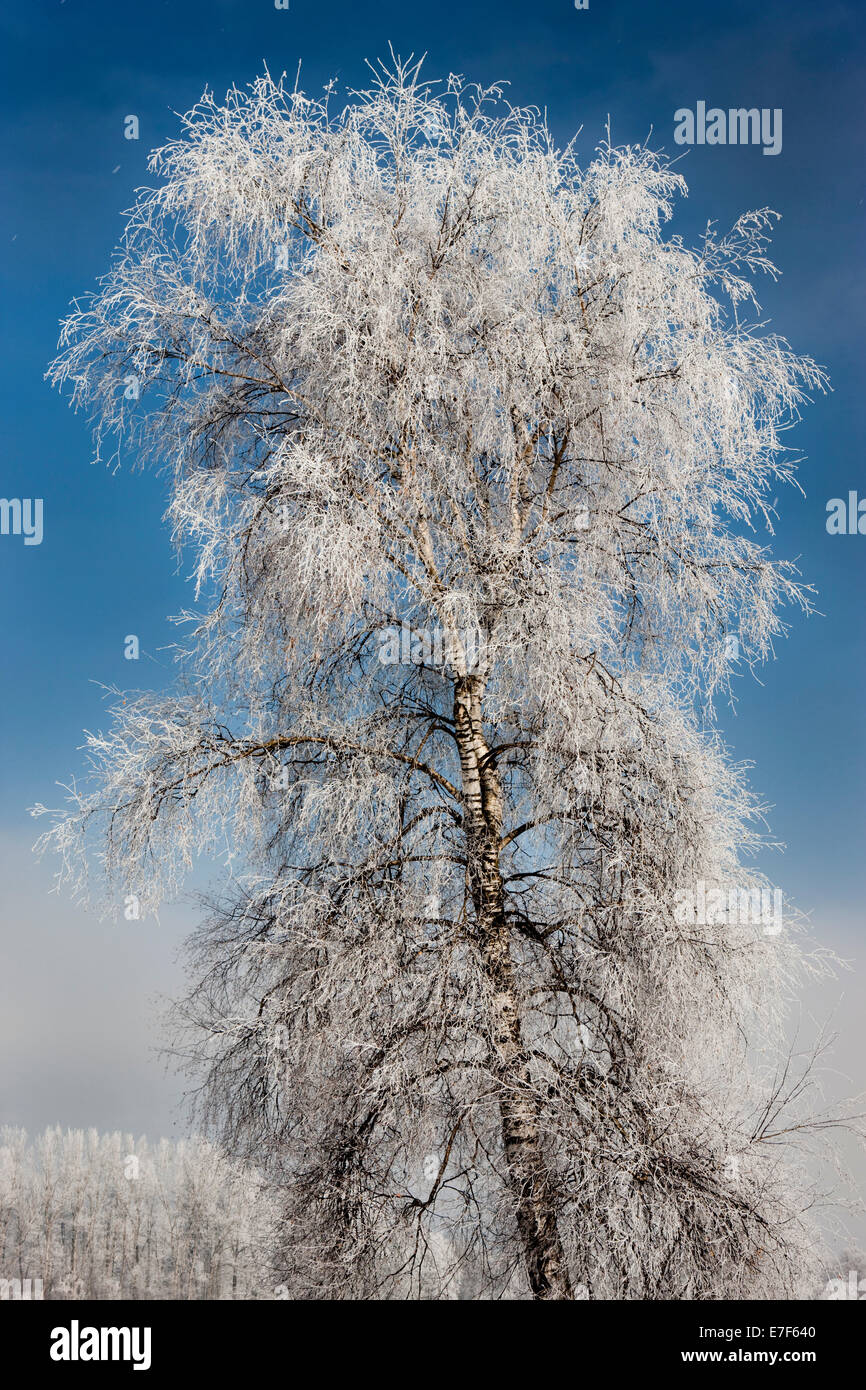 Birch tree covered with hoarfrost, North Tyrol, Austria Stock Photo