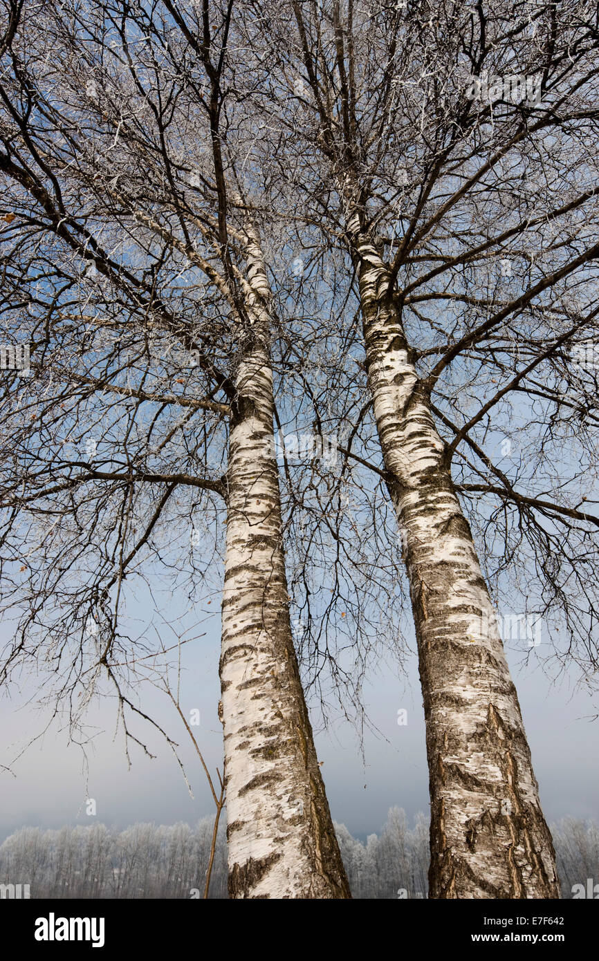 Birch trees covered with hoarfrost, North Tyrol, Austria Stock Photo