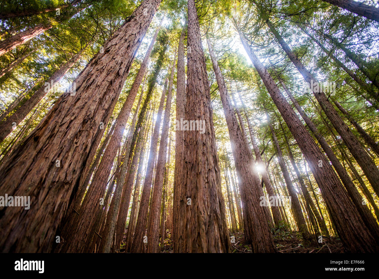 Low angle view of trees in sunny forest Stock Photo