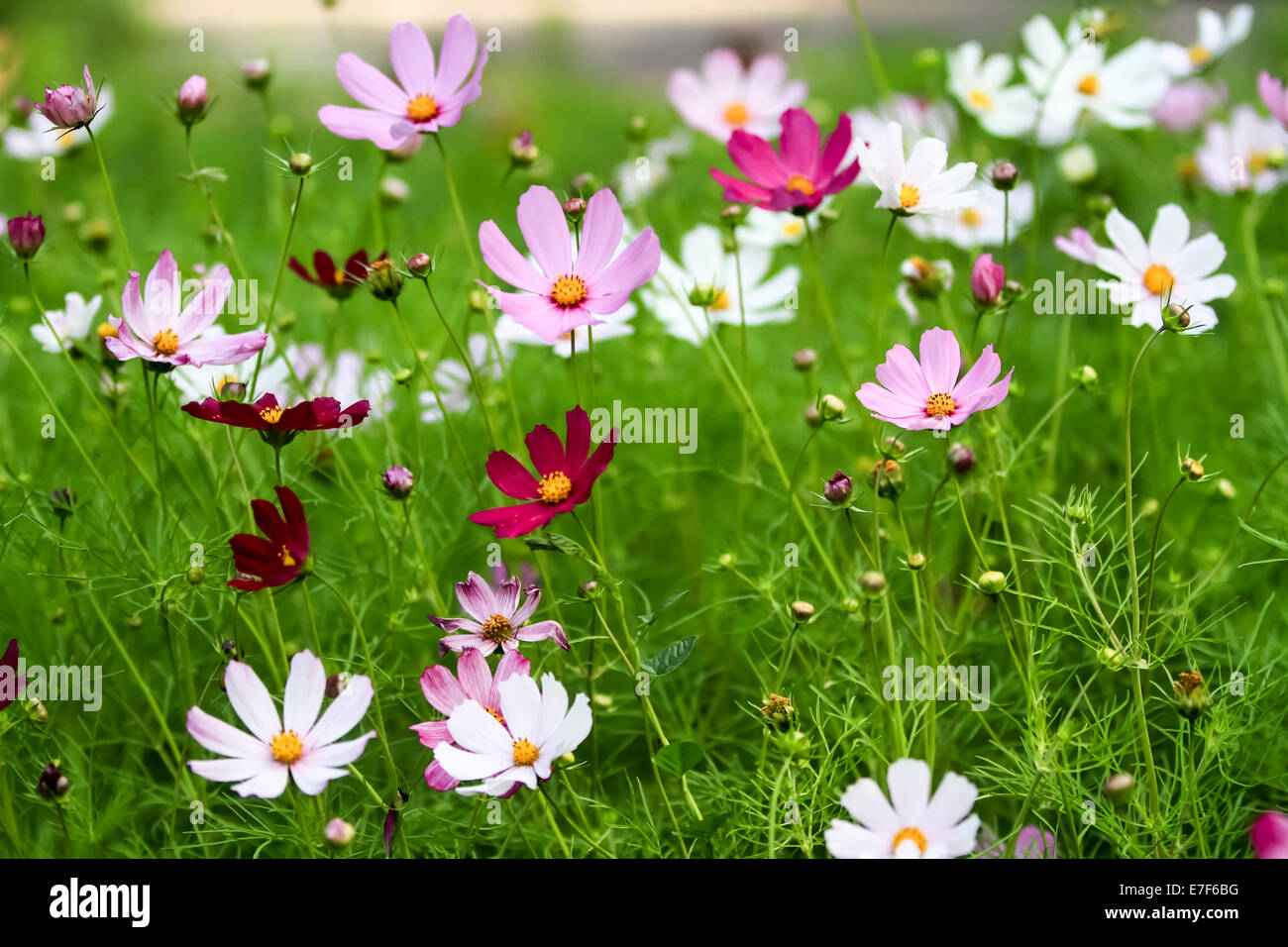 Pink wildflowers hi-res stock photography and images - Alamy