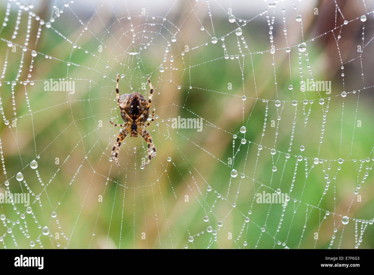 Cambridgeshire UK 16th September 2014. A common garden spider waits on its dew covered web on a foggy autumnal morning. Hundreds of tiny droplets of water from the damp air cover every delicate strand of web. The weather is expected to clear with possible showers later. Credit Julian Eales/Alamy Live News Stock Photo