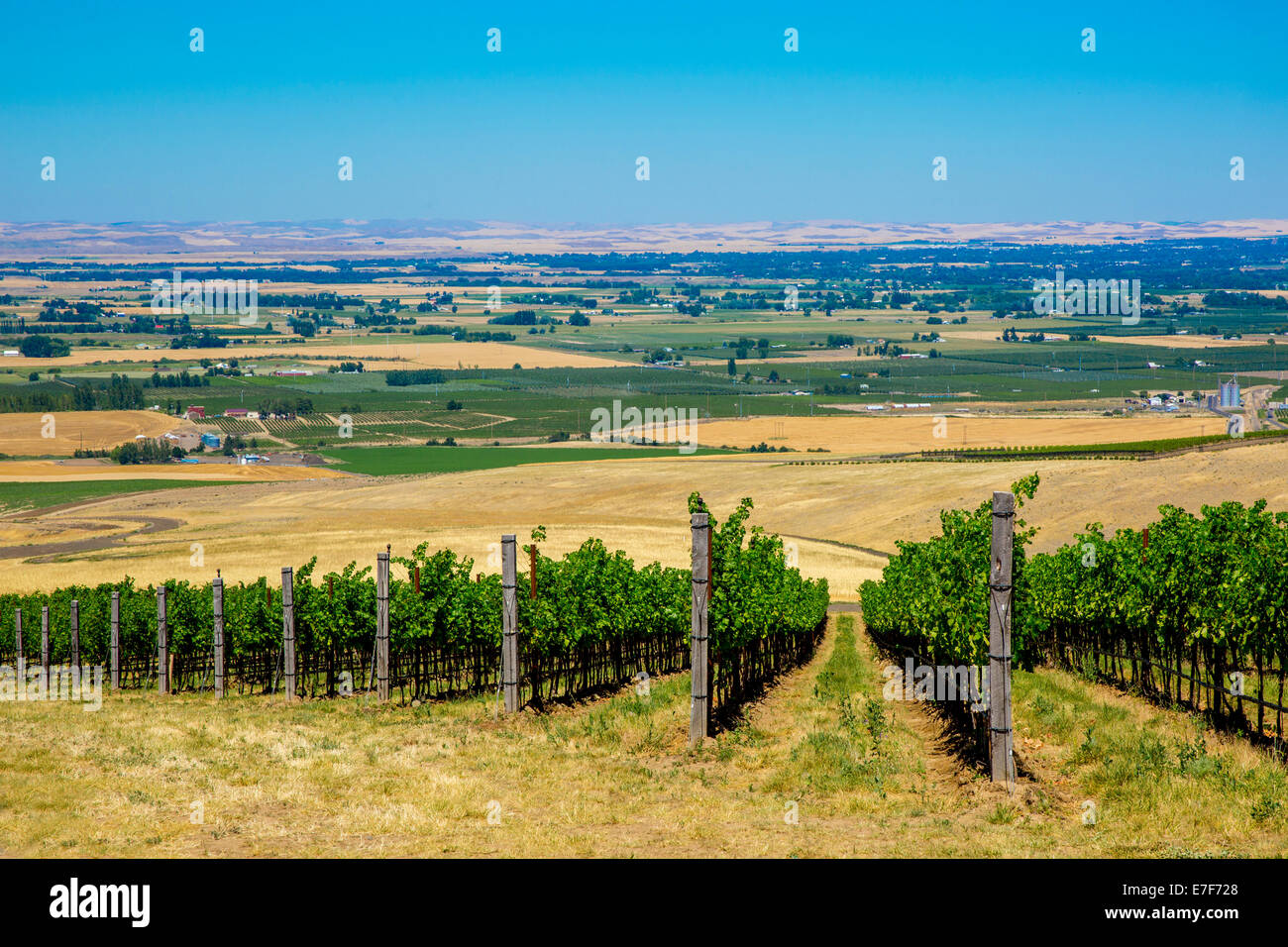 Vineyard on hillside overlooking rural landscape, Walla Walla