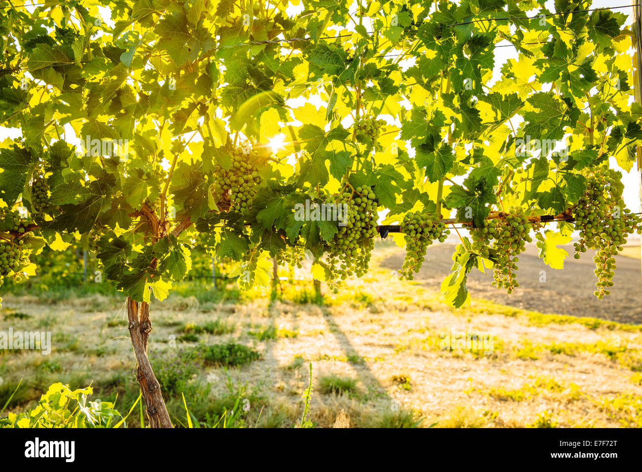 Grapes growing on vine in vineyard Stock Photo Alamy