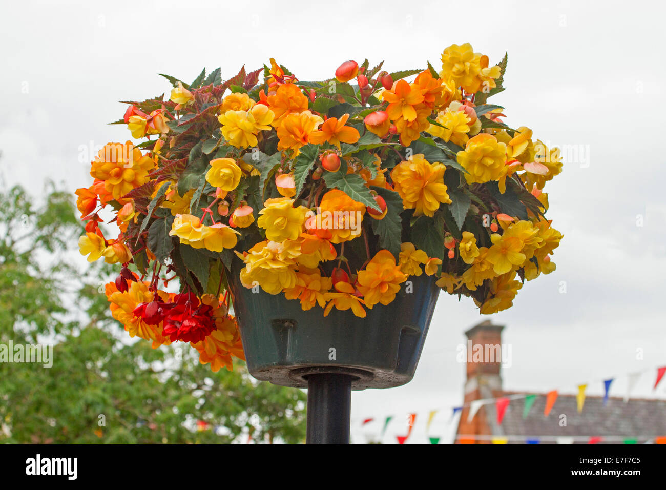 Hanging basket with mass of brightly coloured yellow and orange flowers of tuberous begonias against light blue sky Stock Photo