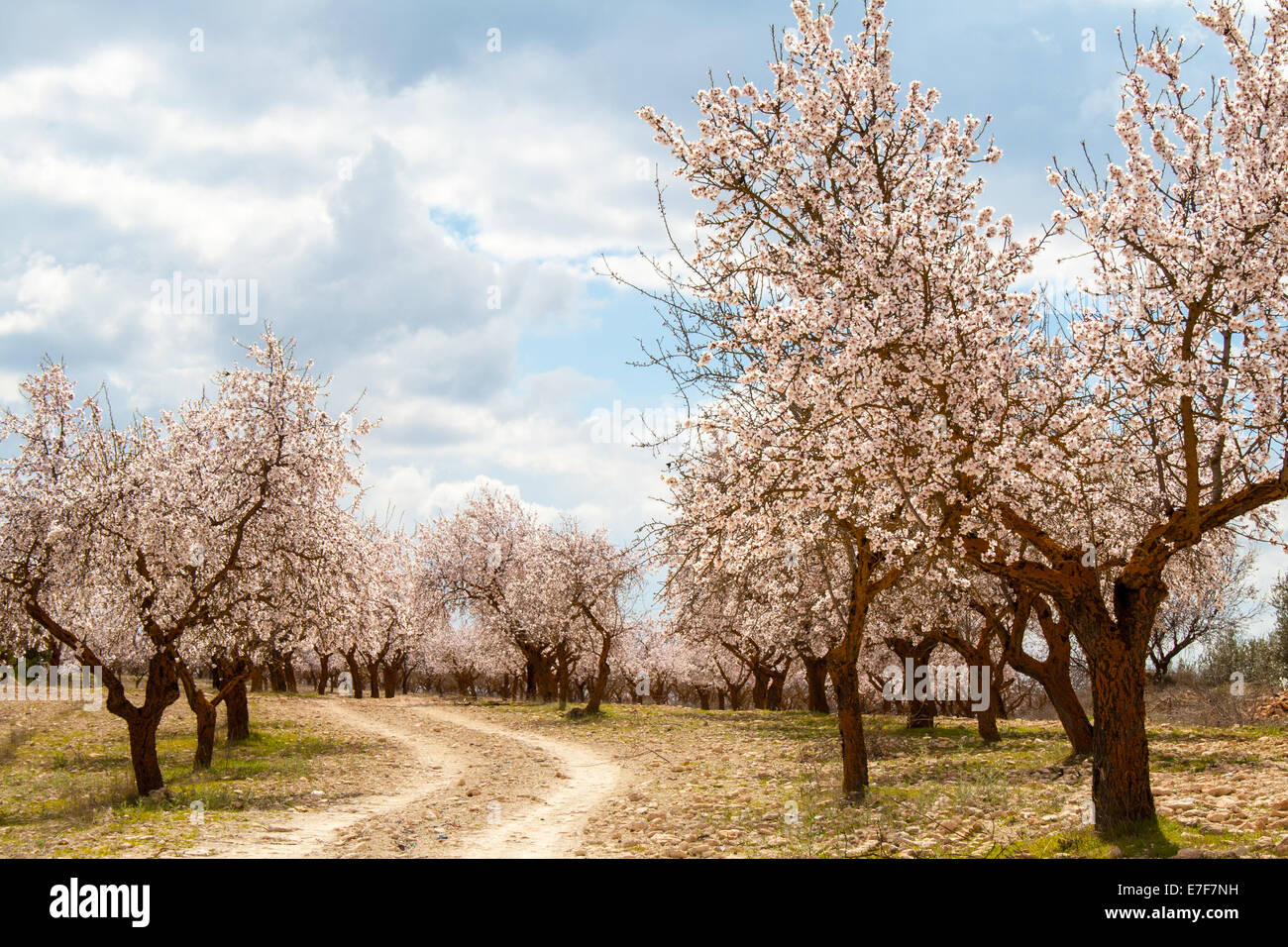 Almond Tree Orchard in Blossom Southern Spain Stock Photo