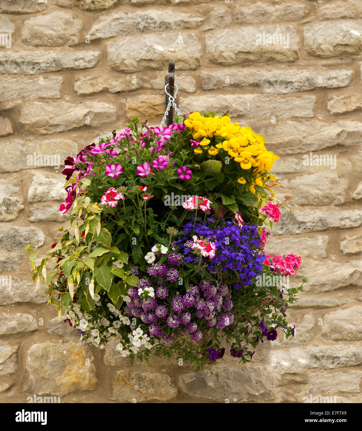 Hanging basket with spectacular mass of brightly coloured flowers, pink ...