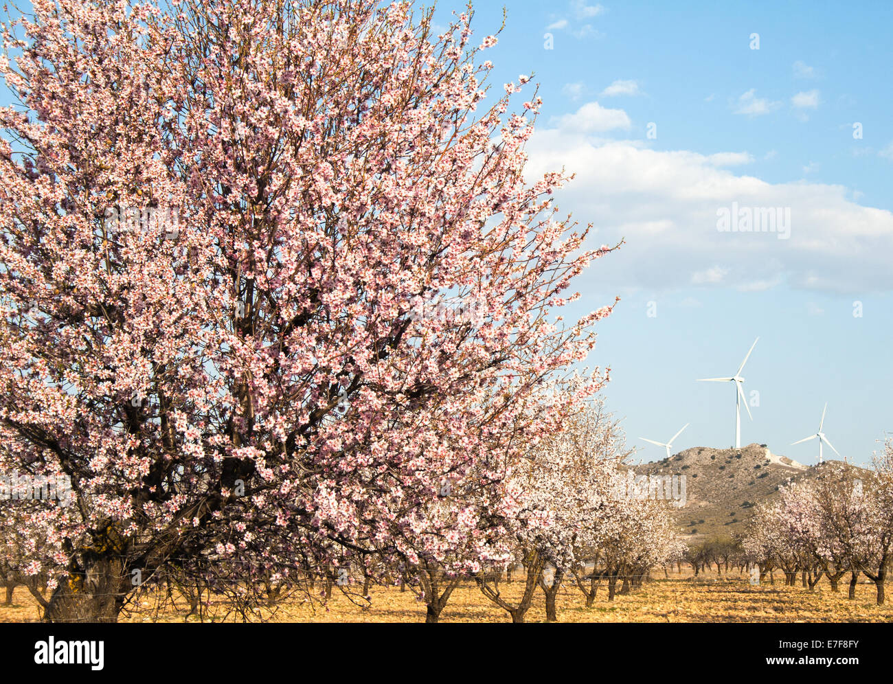 Almond tree field with wind turbines in the background Stock Photo