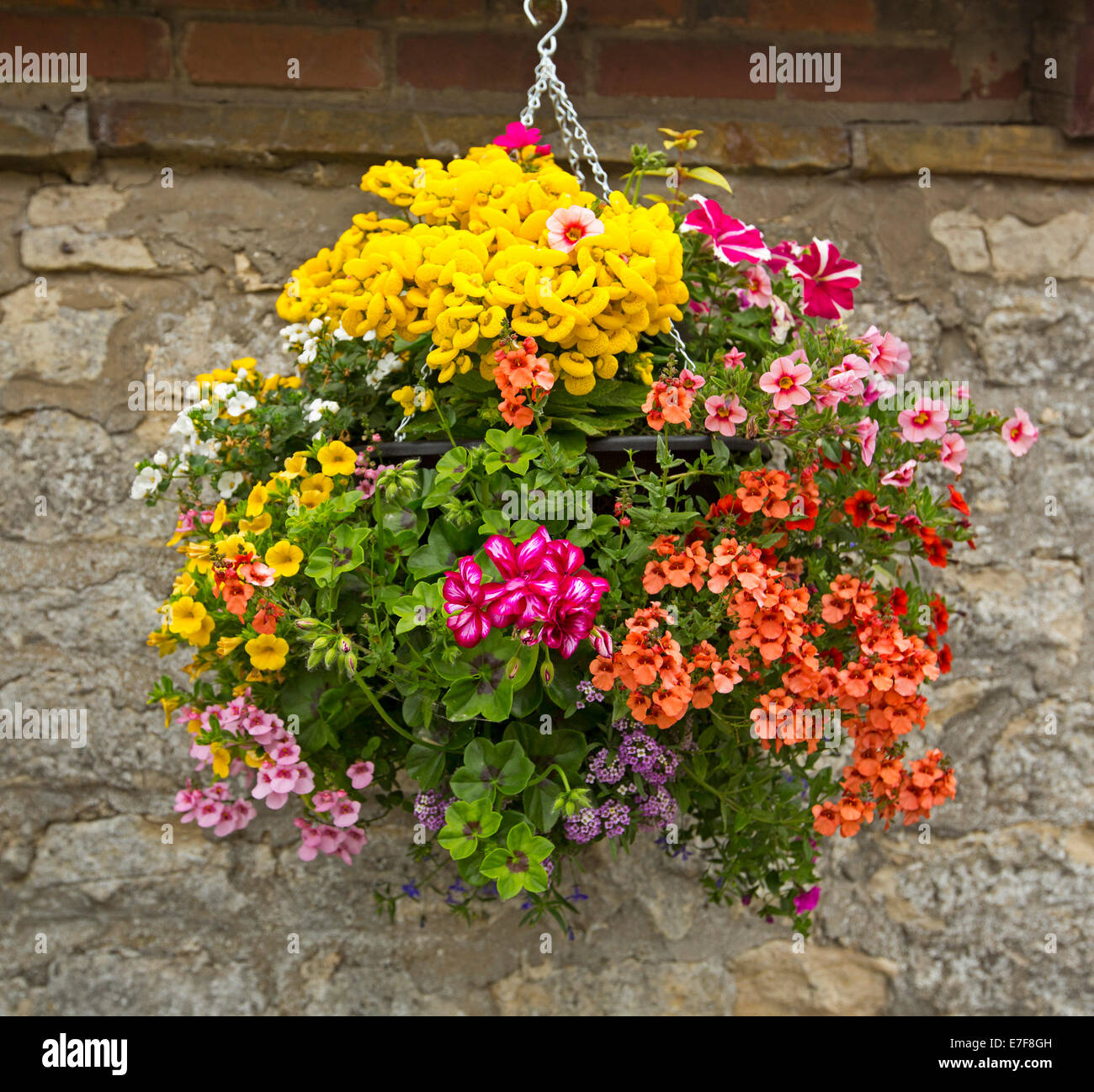 Hanging basket with mass of brightly coloured flowers, ivy geraniums, calibrachoas, petunias, green foliage, against stone wall Stock Photo