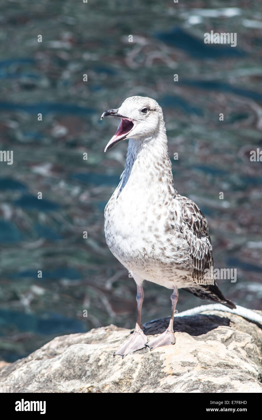 seagull screaming Stock Photo