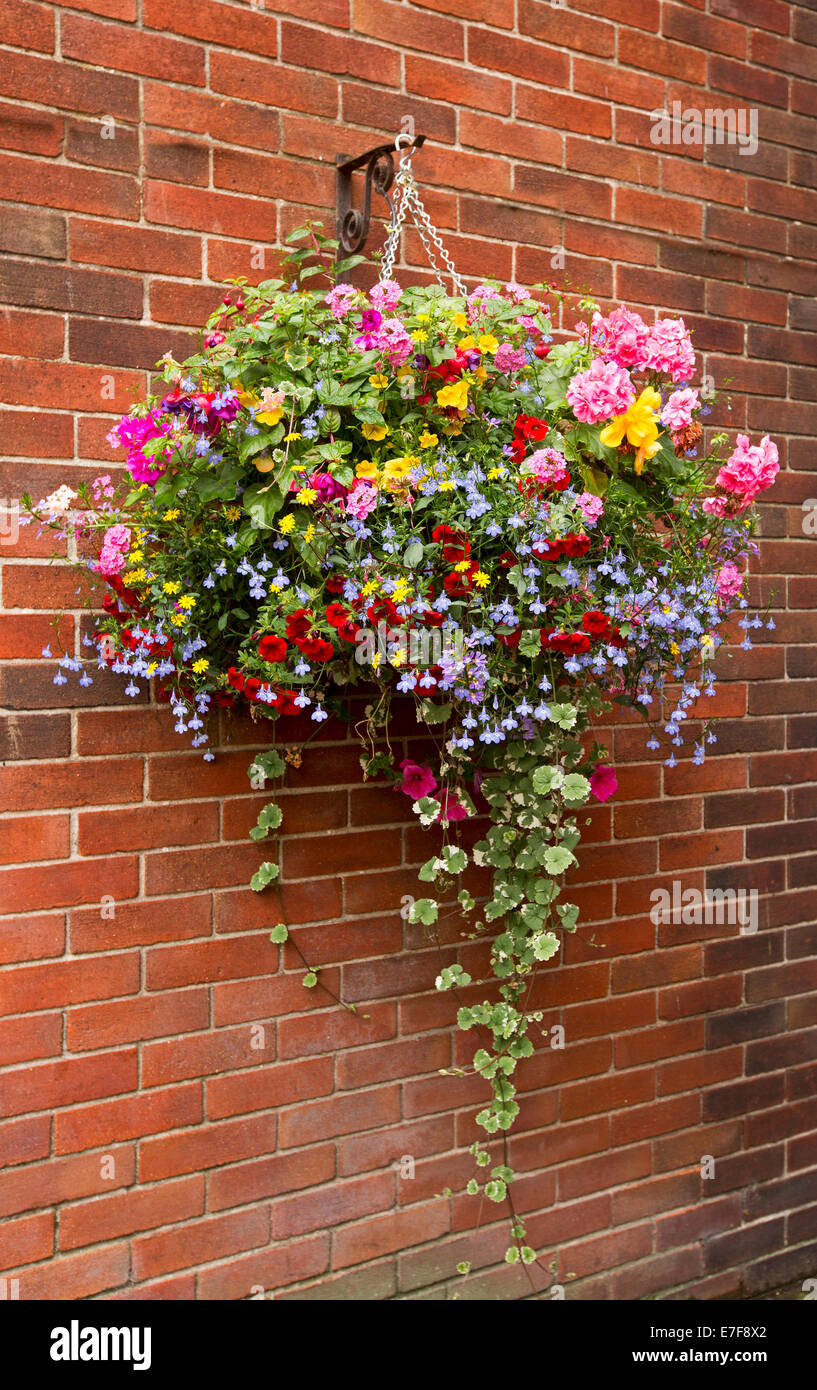 Hanging basket with green foliage and mass of brightly coloured flowers, ivy geraniums and petunias, against red brick wall Stock Photo