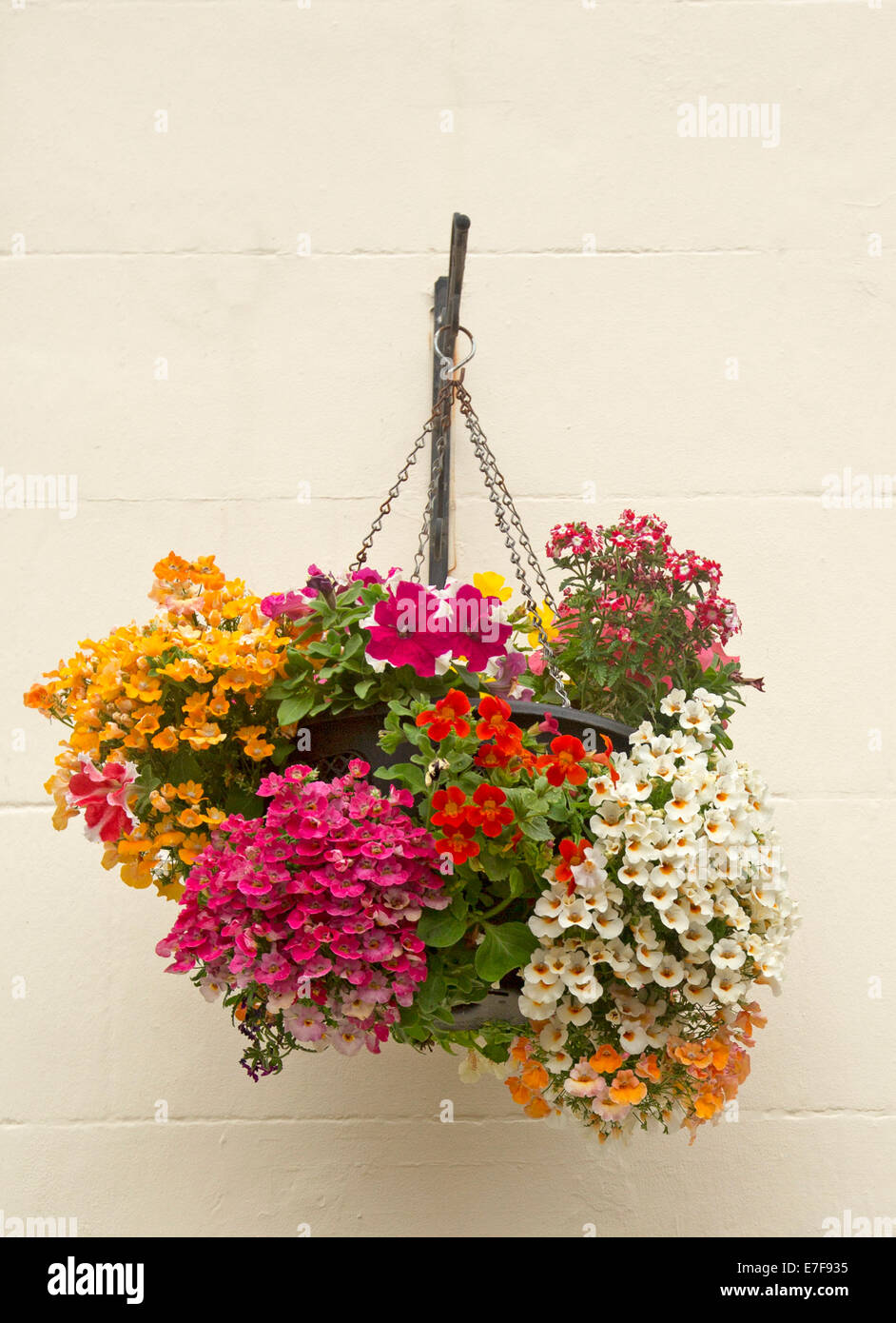 Hanging basket with mass of brightly coloured annual flowers, including nemesias and petunias, against cream painted brick wall Stock Photo