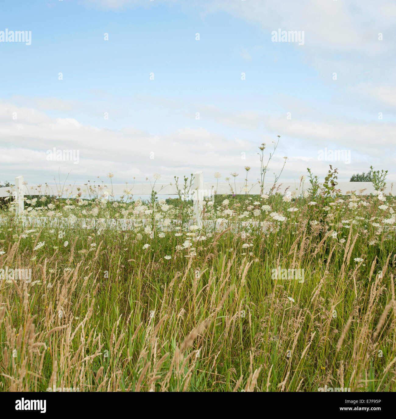 Tall wildflower blue hi-res stock photography and images - Alamy
