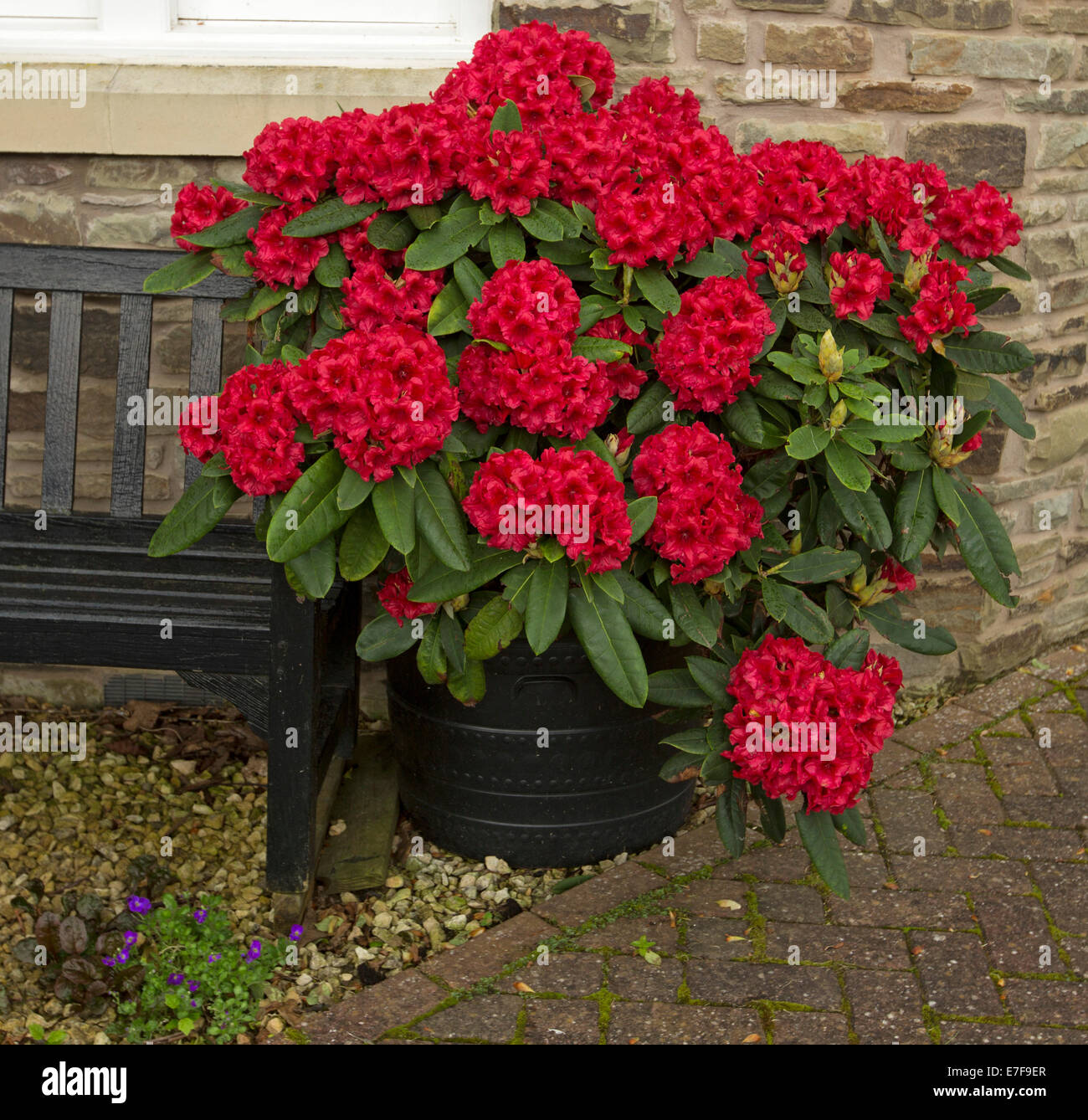 Rhododendron with large clusters of brilliant red flowers growing in wooden tub at Brecon, Wales Stock Photo
