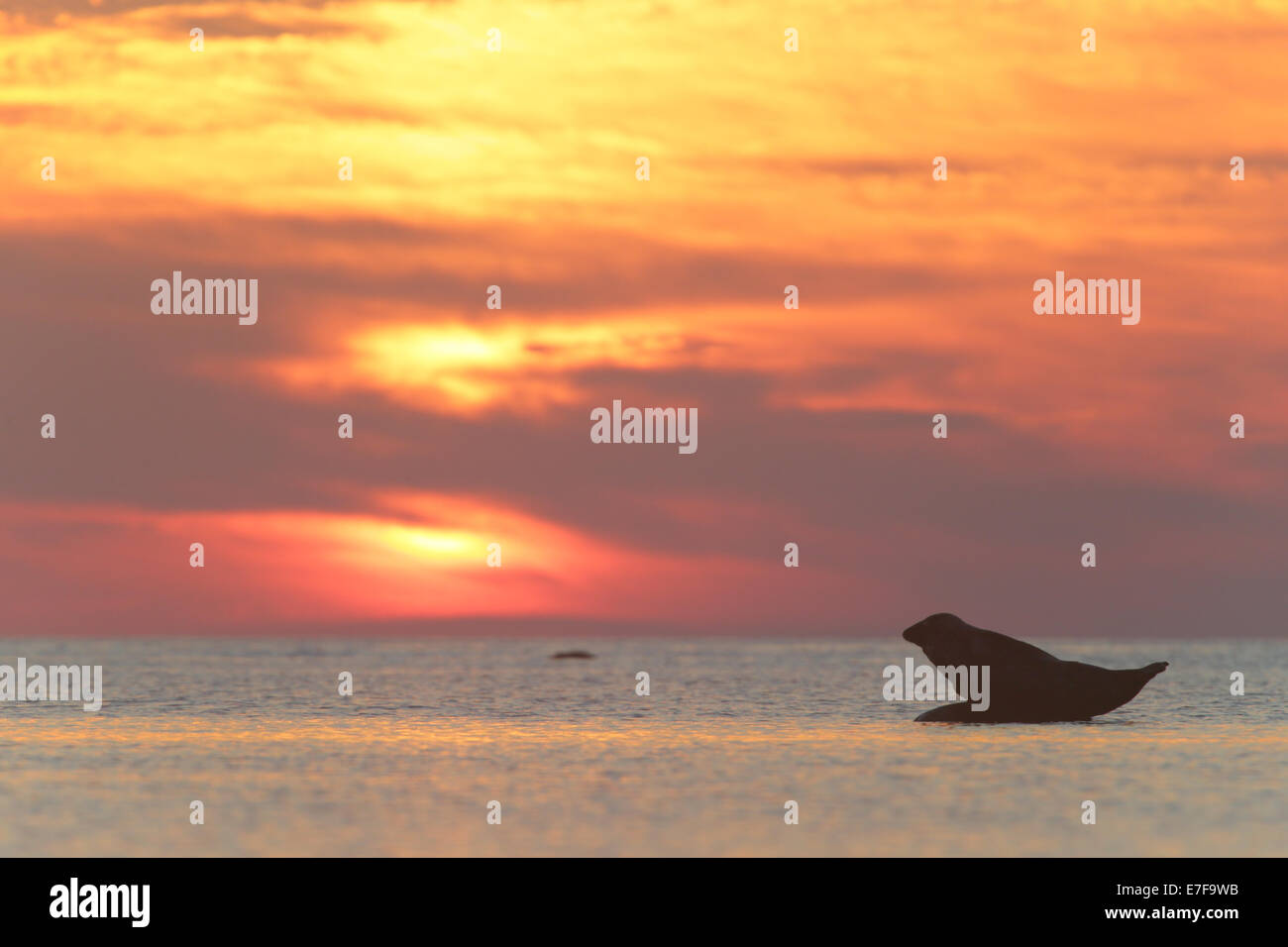 Grey Seal (Halichoerus grypus) resting on rock at sunrise, Baltic sea. Europe Stock Photo