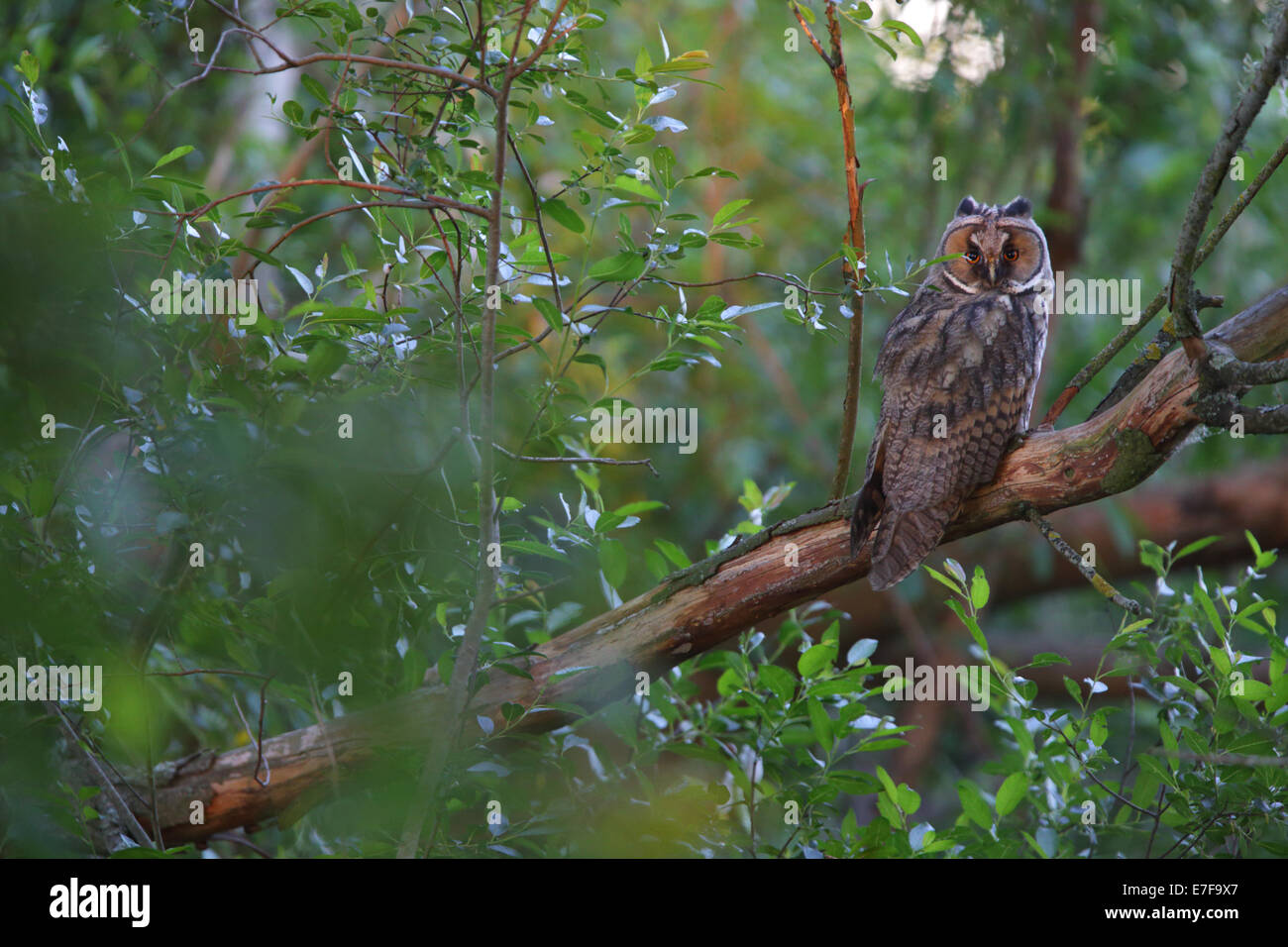 Portrait of Long-eared Owl (Asio otus), Europe Stock Photo