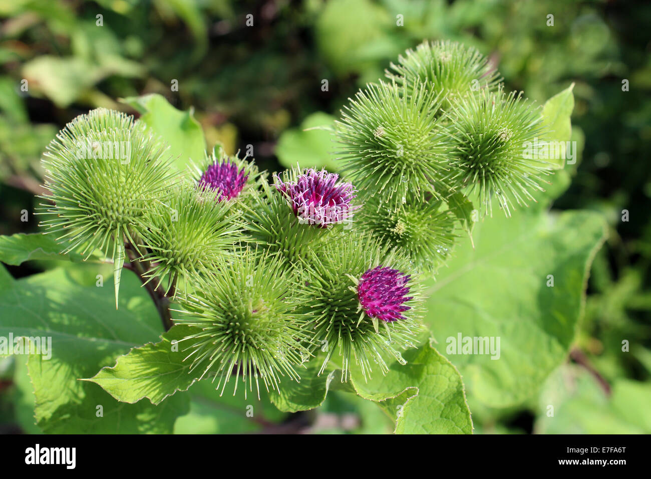 pink flowers of prickles of a burdock Stock Photo