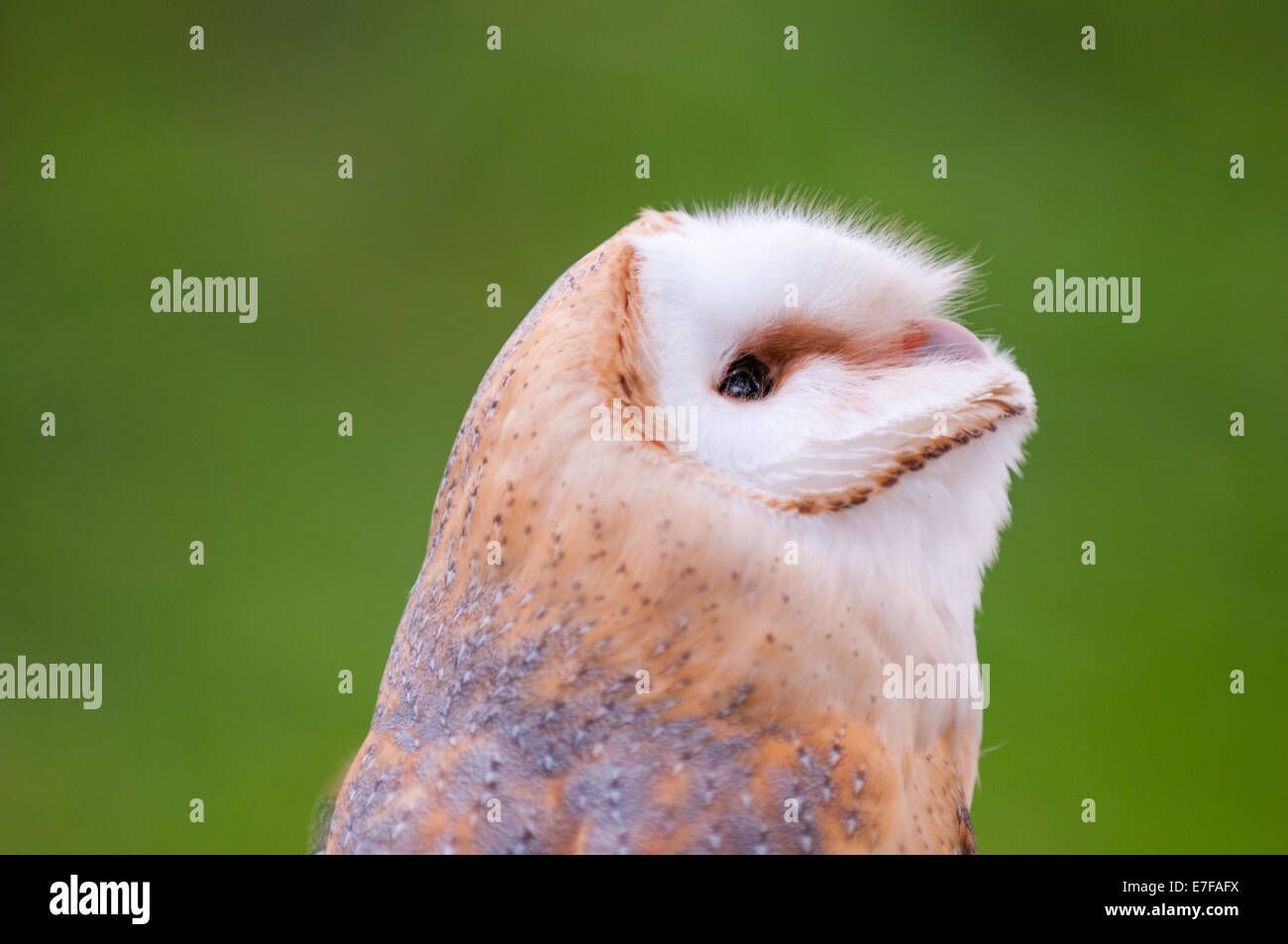 Barn owl (Tyto alba) portrait looking up against a green background. Stock Photo