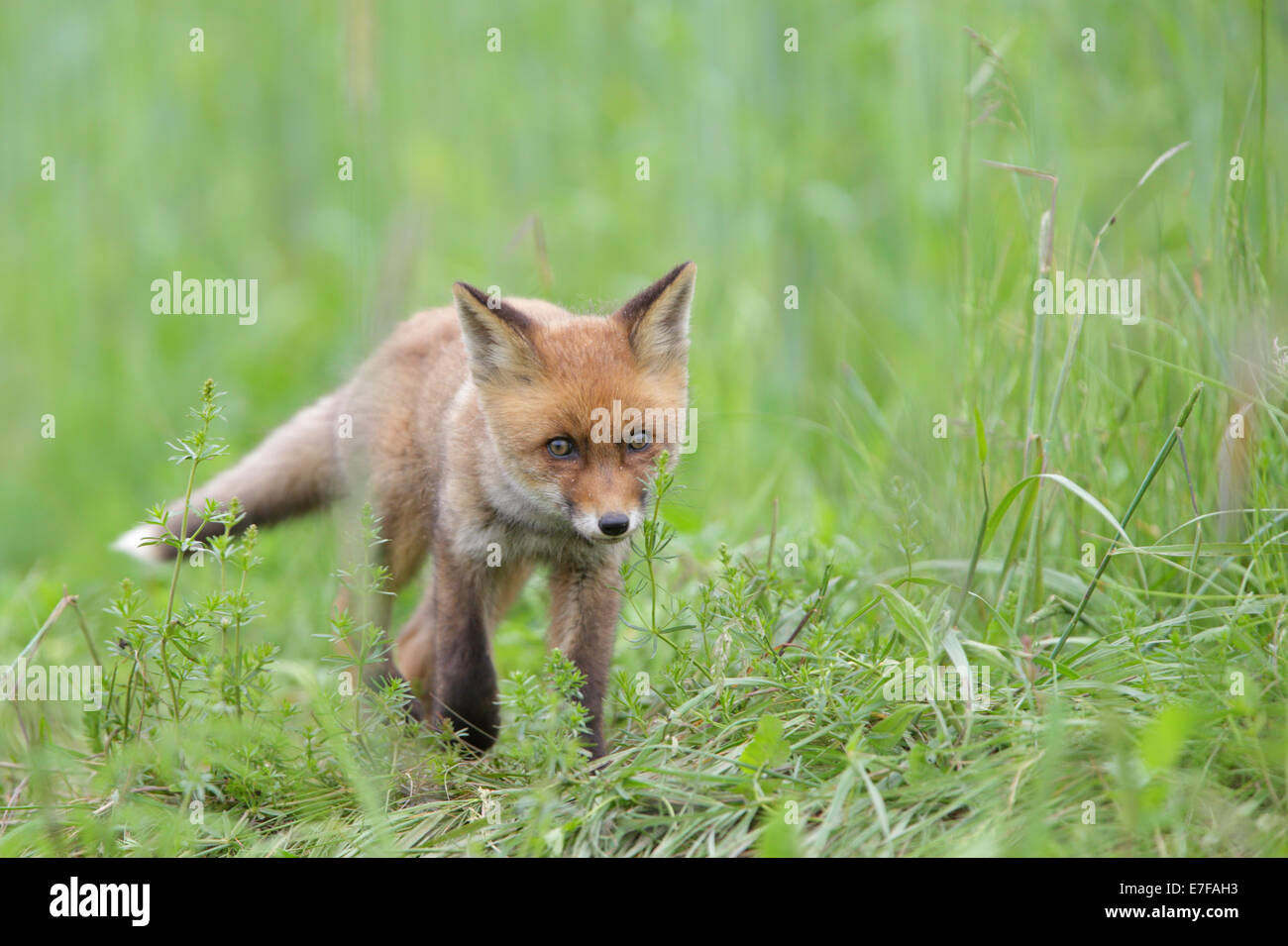 Red Fox kit (Vulpes vulpes) Stock Photo