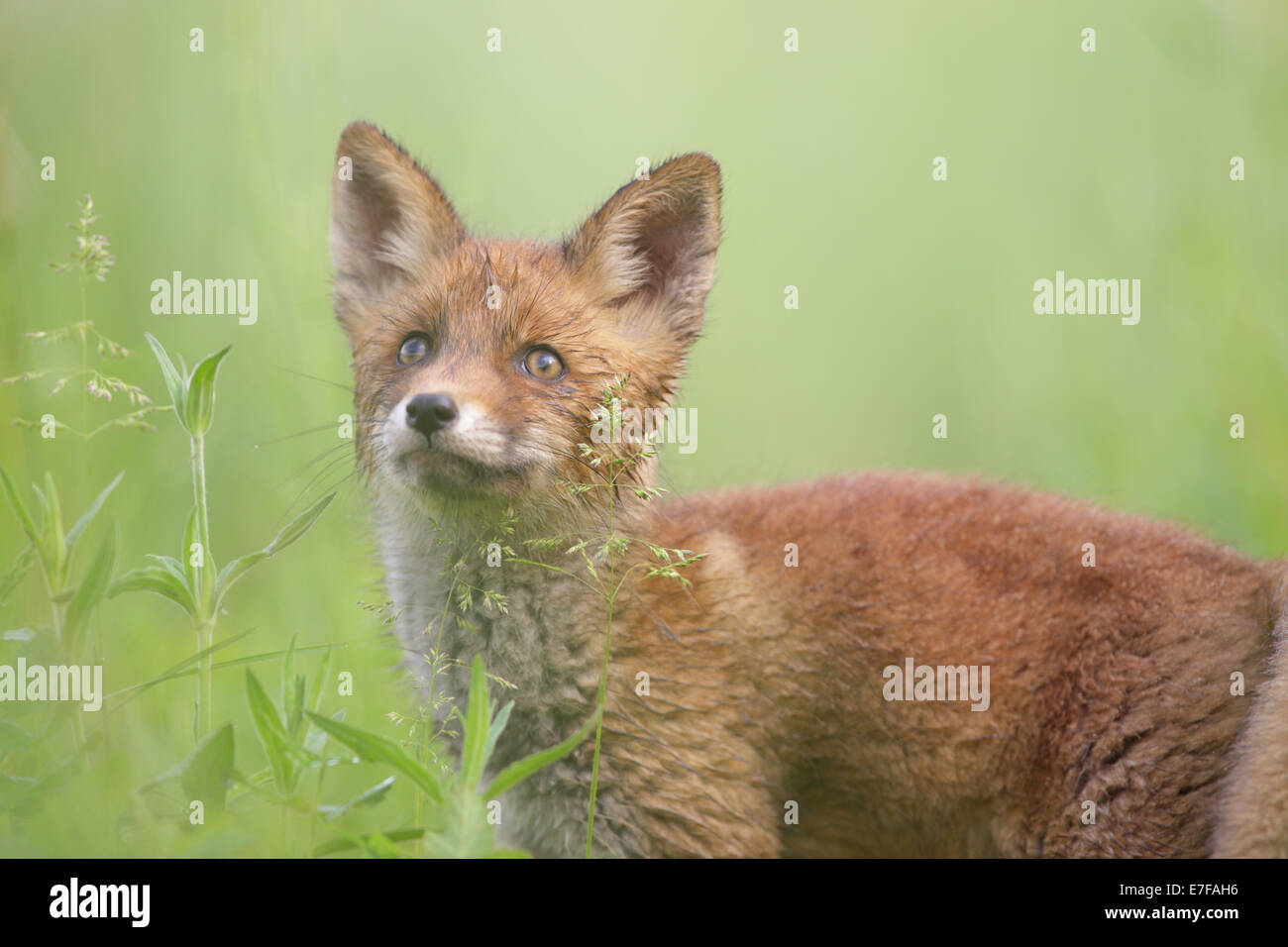 Red Fox kit (Vulpes vulpes) Stock Photo
