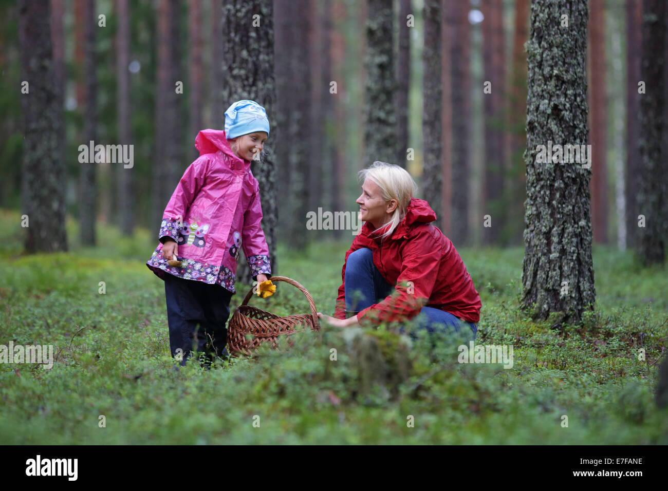 Mother and child are picking mushrooms in pine forest. Estonia, Europe Stock Photo