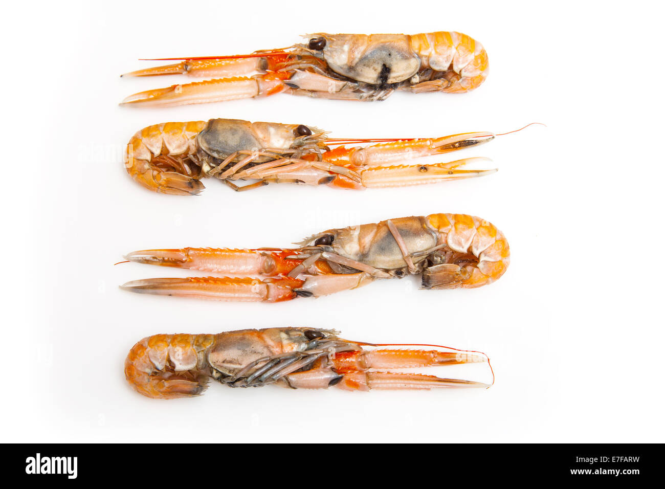 Langoustine (Nephrops norvegicus),Dublin Bay Prawn or Norway Lobster