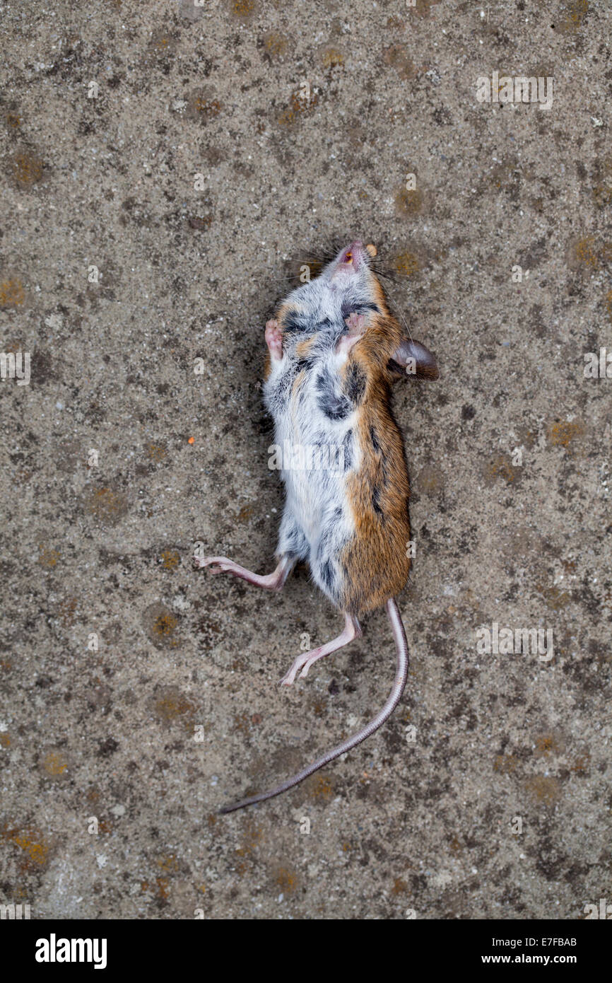 Dead Field Mouse Stock Photo Alamy