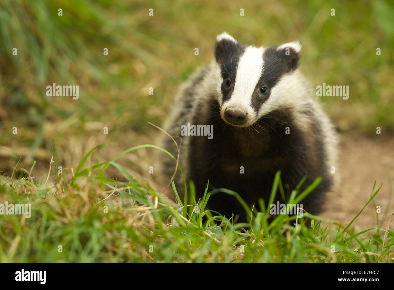 Badger poses for the camera #2284 Stock Photo