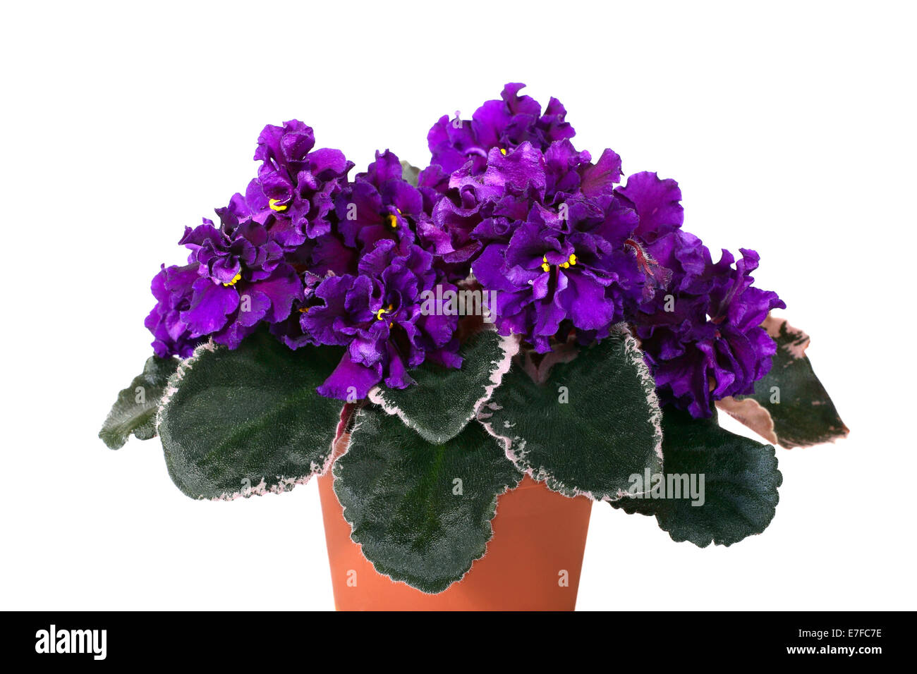Violet Saintpaulia Midnight Magic flowers in ceramic pot isolated on white background Stock Photo