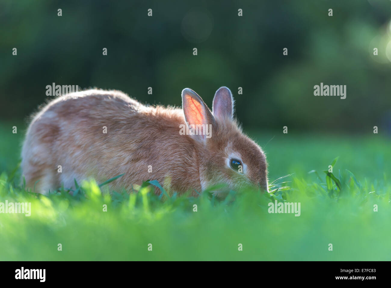 brown rabbit in grass closeup Stock Photo