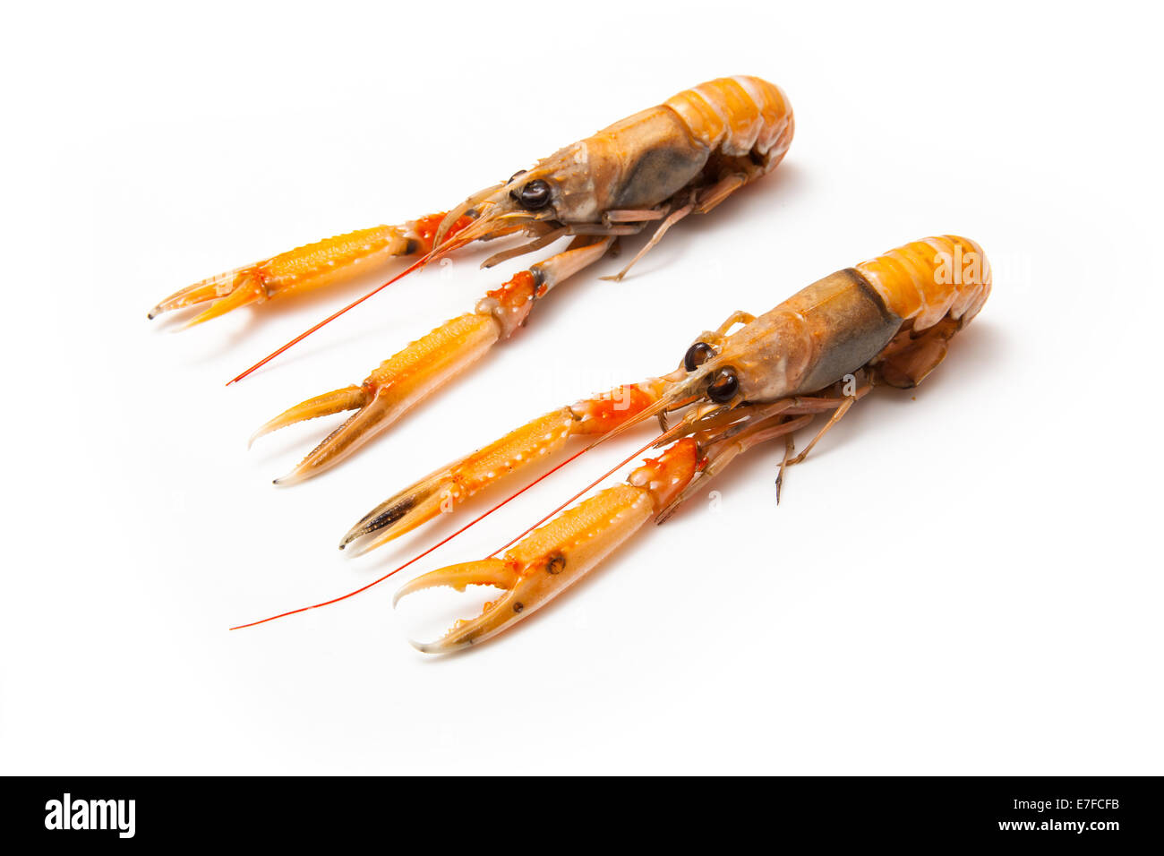 Langoustine (Nephrops norvegicus),Dublin Bay Prawn or Norway Lobster