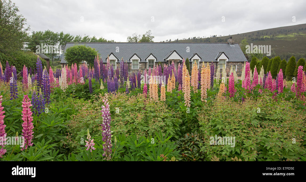 English cottage garden spring hi-res stock photography and images - Alamy