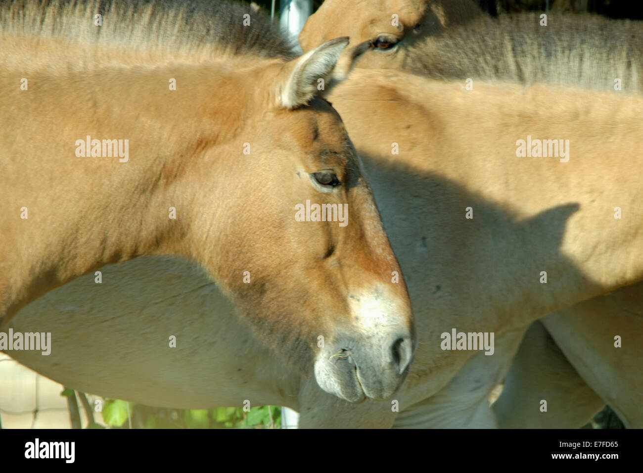 Przewalski's horse or Dzungarian horse, is a rare and endangered subspecies of wild horse (Equus ferus). Stock Photo