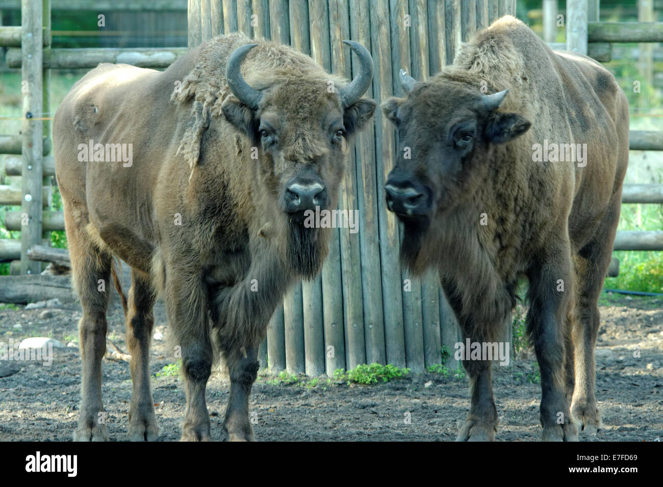 European bison (Bison bonasus), also known as wisent or the European wood bison, is a Eurasian species of bison. Stock Photo