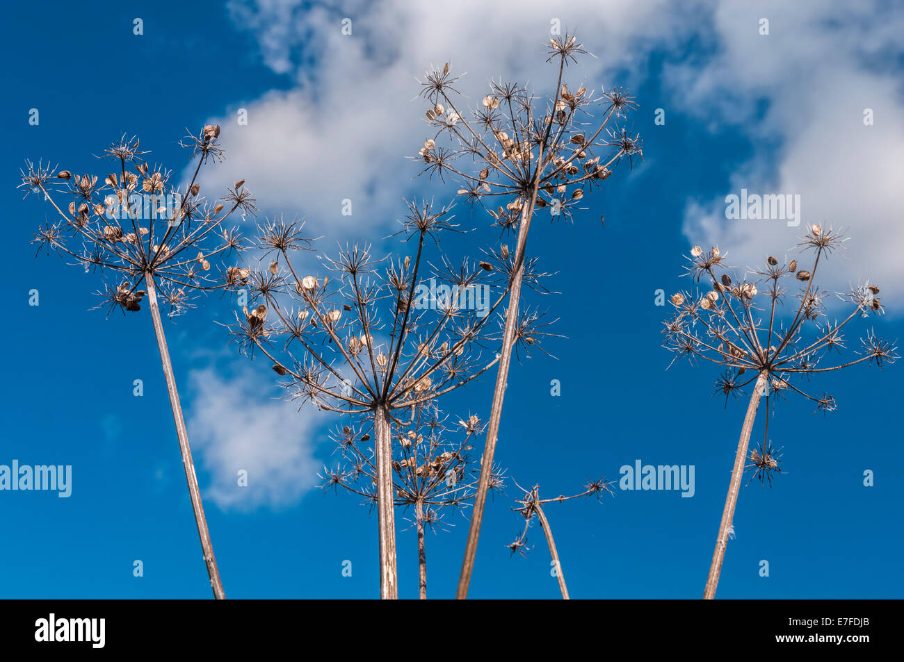 Dead seed heads of the Cow Parsley plant, Anthriscus sylvestris, against a blue autumn sky Stock Photo