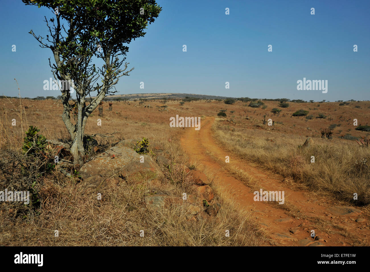 Gluckstad, KwaZulu-Natal, South Africa, 4x4, off road overland track in arid grassland of bushveld savanna, landscape, safari, road Stock Photo