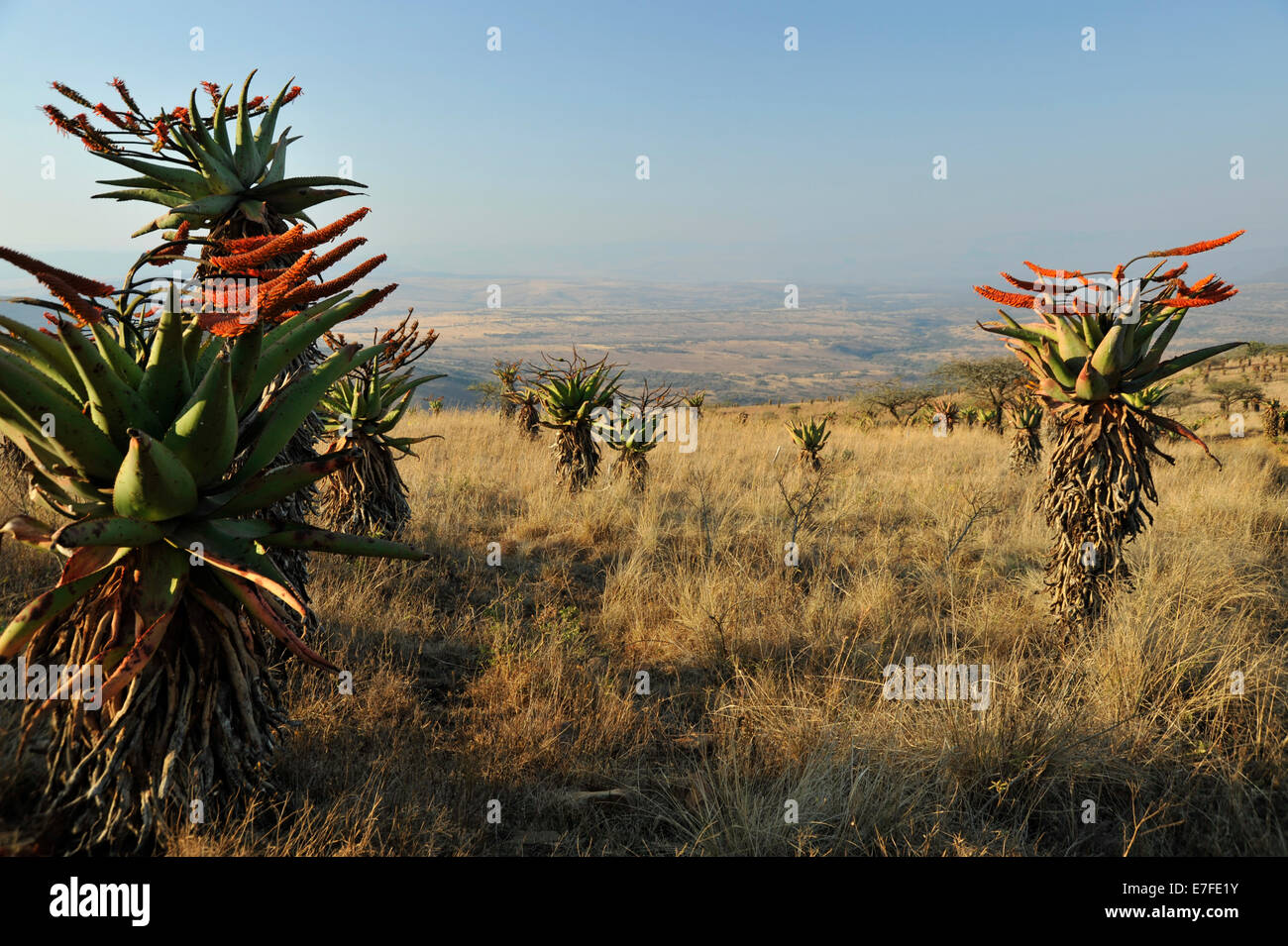 Gluckstad, KwaZulu-Natal, South Africa, afternoon light, grassland savannah landscape of southern Africa, flowering Mountain Aloes, Aloe marlothii Stock Photo