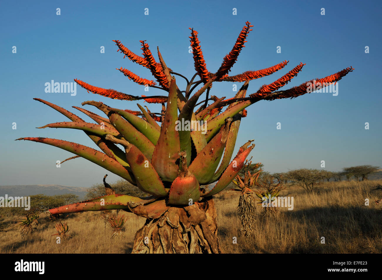 Gluckstadt, KwaZulu-Natal, South Africa, Mountain Aloe, Aloe marlothii,  orange flowers, growing in southern African bushveld savanna, plants Stock Photo