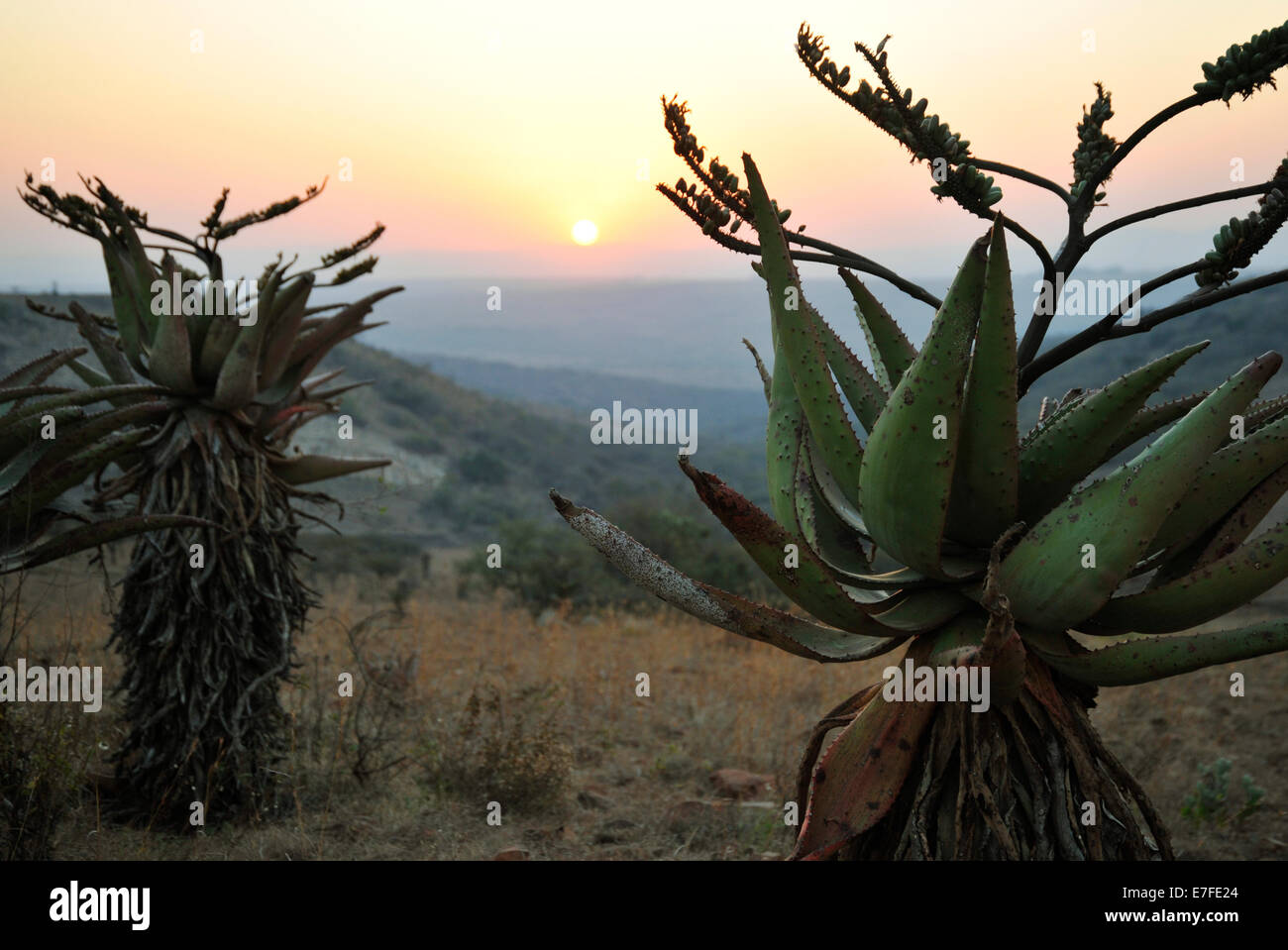 Gluckstad, KwaZulu-Natal, South Africa, African sunset in hills, Mountain Aloes, Aloe marlothii, landscape, plants, countryside, background Stock Photo