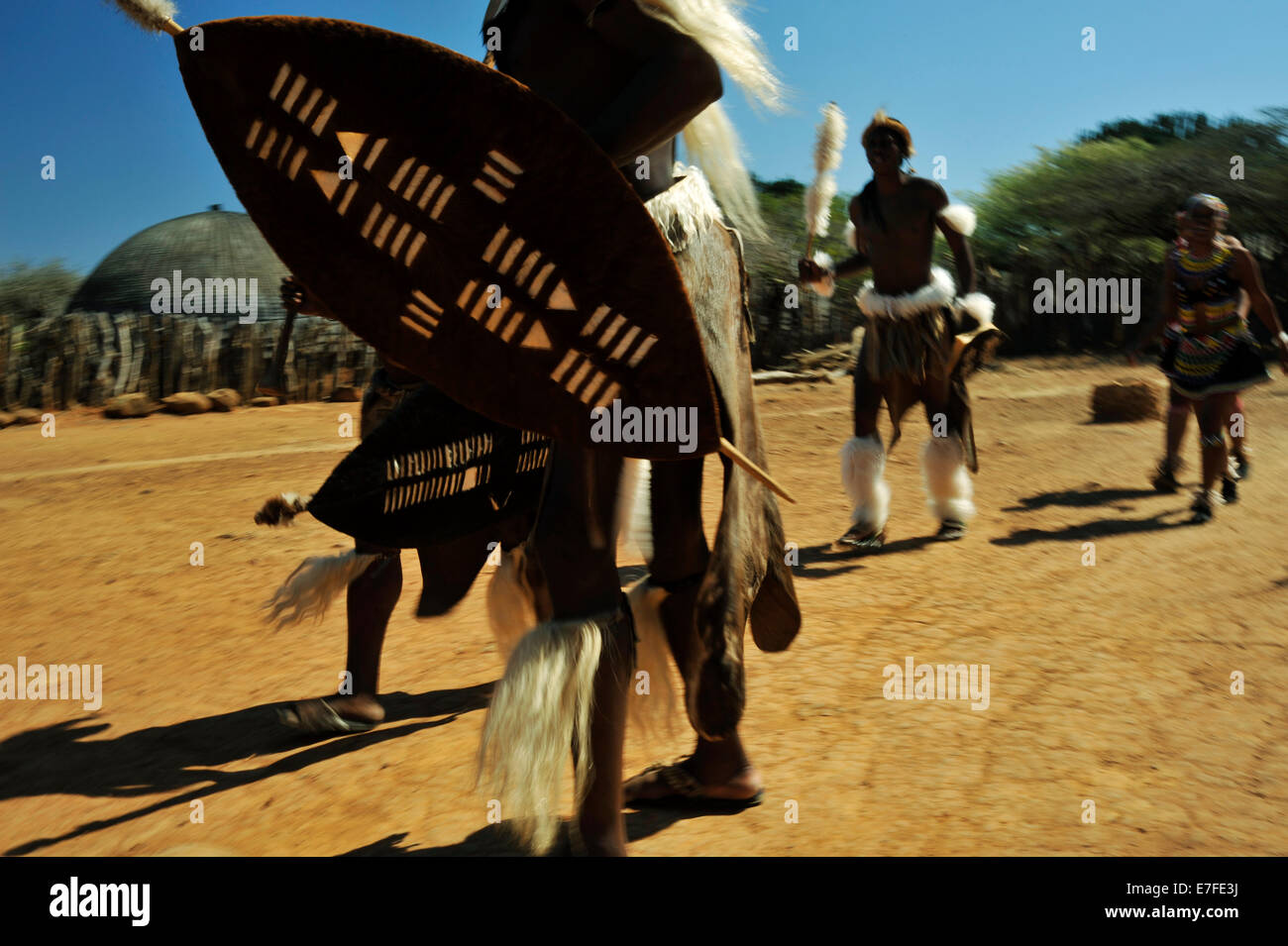 People, culture, adult Zulu men, traditional ceremonial dress, shields walking with maiden, theme village, Shakaland, KwaZulu-Natal, South Africa Stock Photo