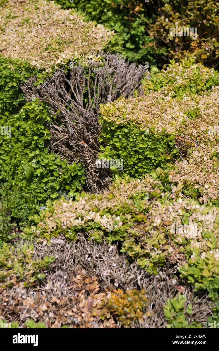 Buxus (box hedge) damaged by box blight (Cylindrocladium buxicola) Stock Photo