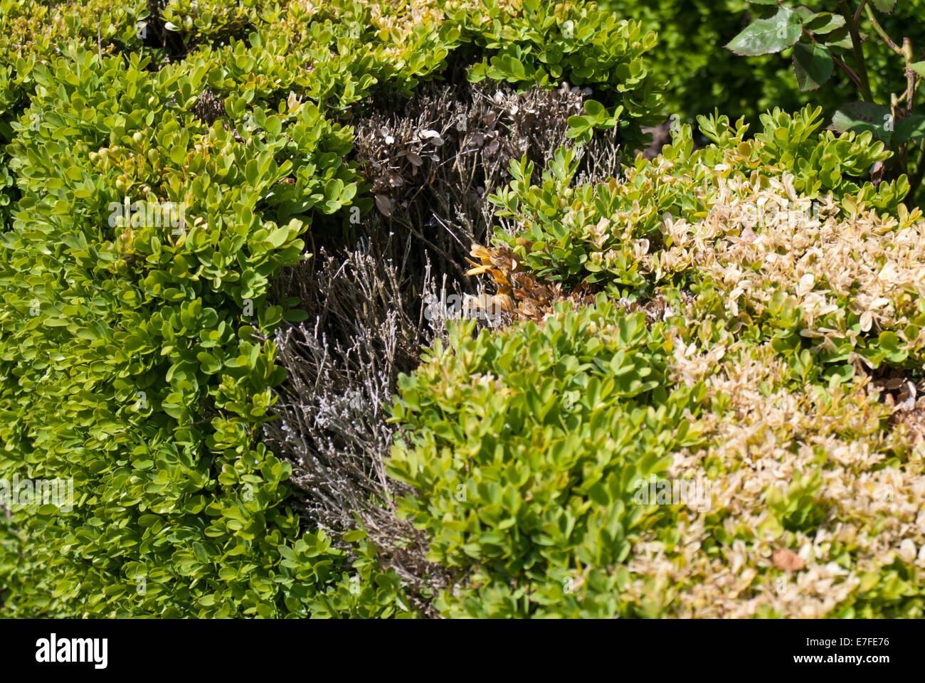 Buxus (box hedge) damaged by box blight Stock Photo Alamy