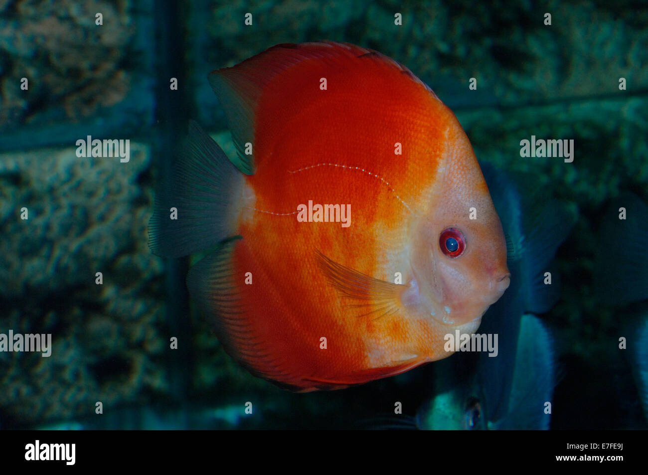 Super Red Melon Discus Fish Stock Photo - Alamy