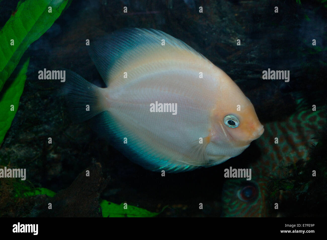 White Diamond Discus cichlid Fish Stock Photo