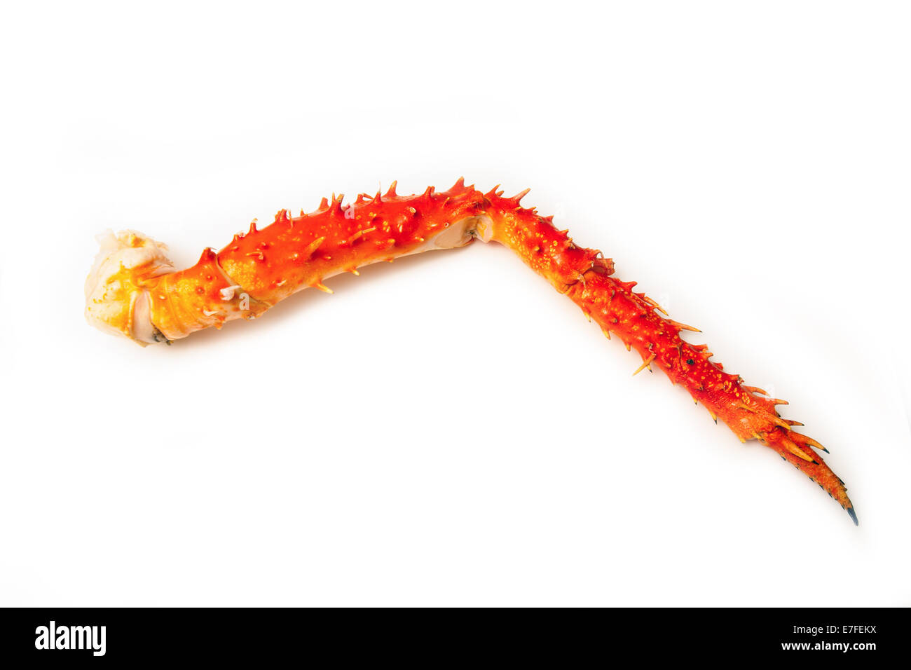 Cooked Peruvian Southern King crab leg (Lithodes Santolla ) isolated on a white studio background. Stock Photo