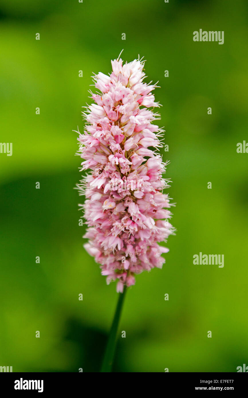 Pink flower of dock weed, Polygonum bistorta in garden at Muncaster castle near Ravenglass England Stock Photo