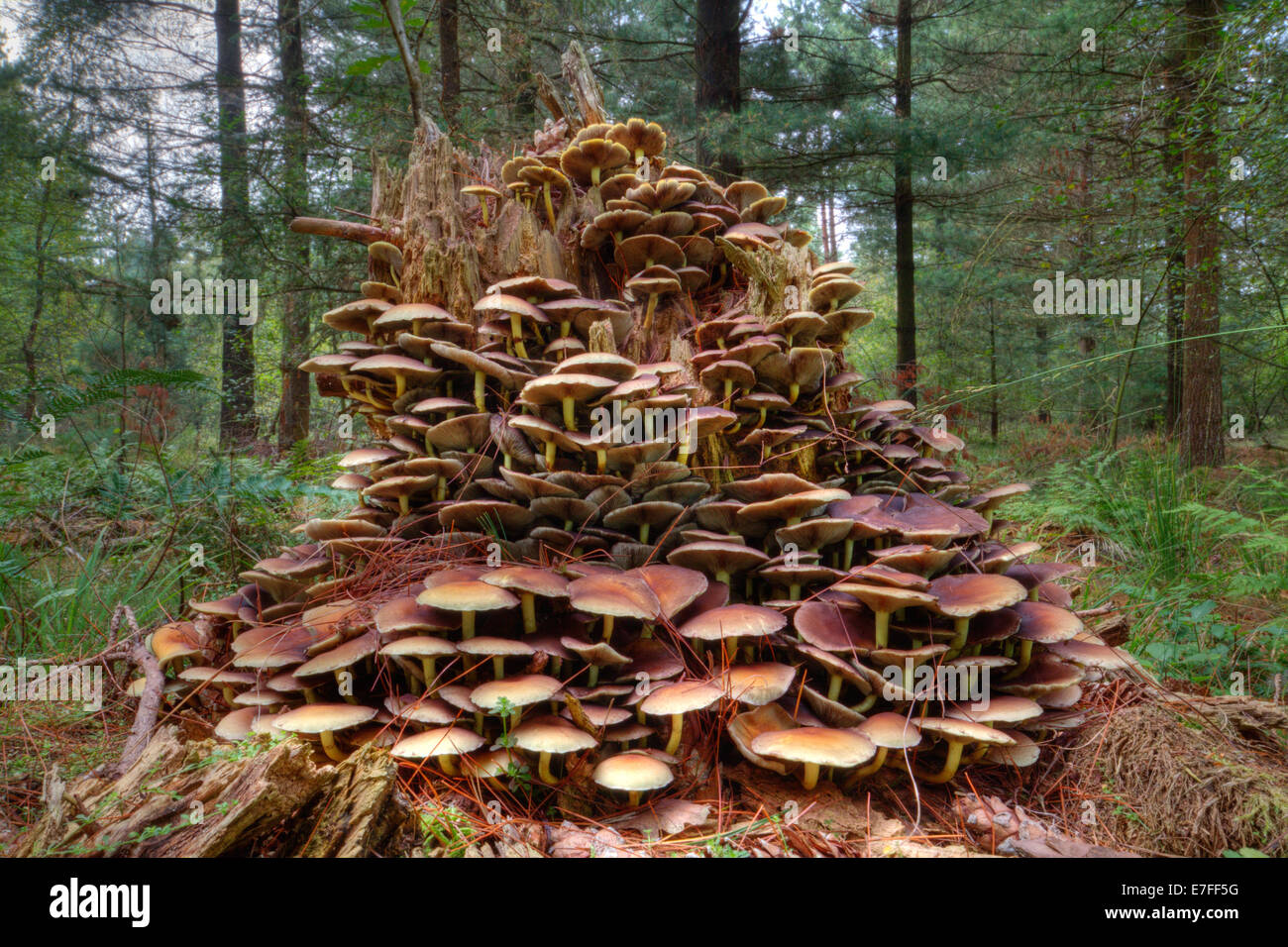 Lots of mushrooms (Sulphur tuft) growing on a rotting tree trunk in a forest. Stock Photo