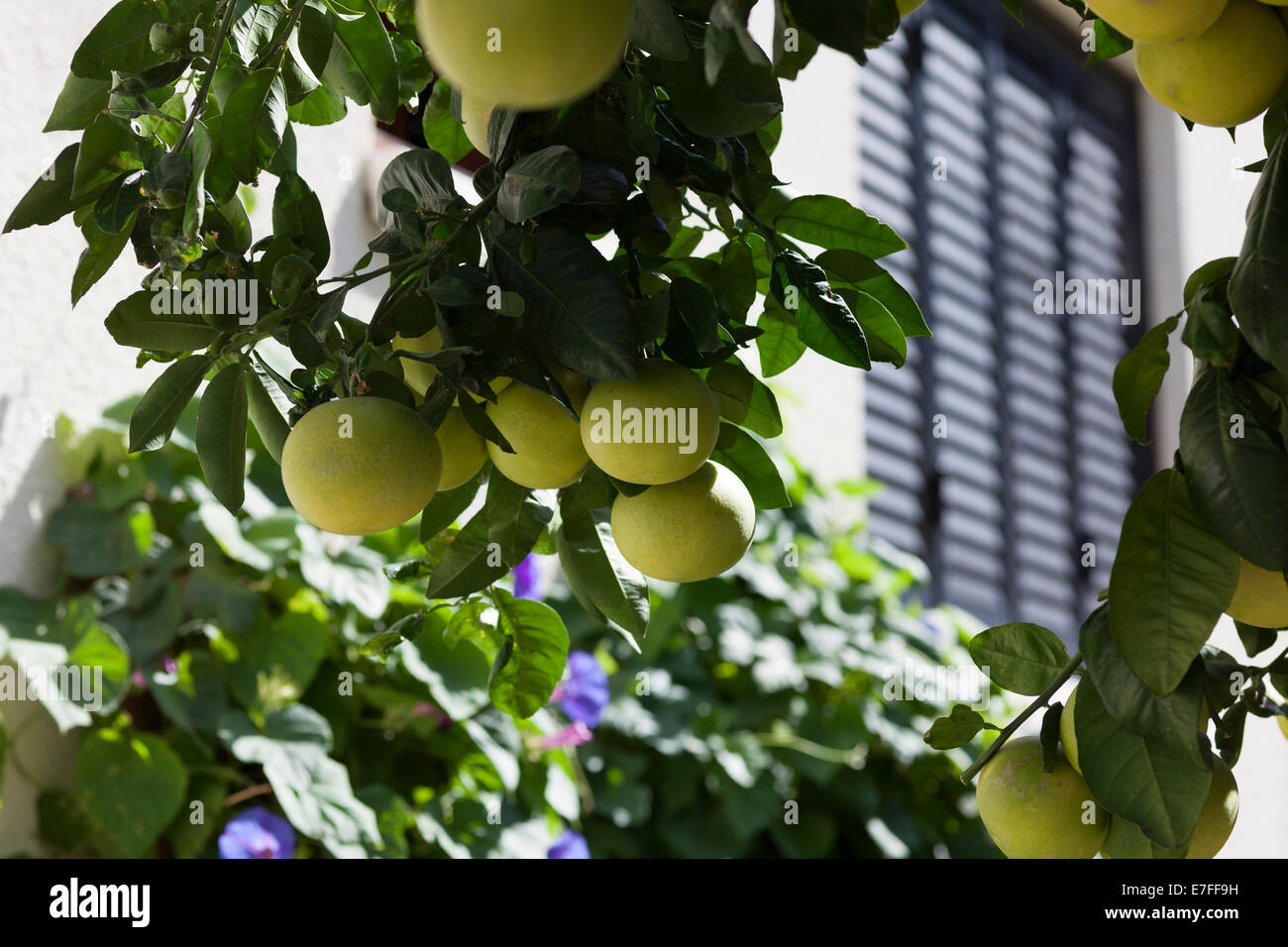 Grapefruit tree hi-res stock photography and images - Alamy