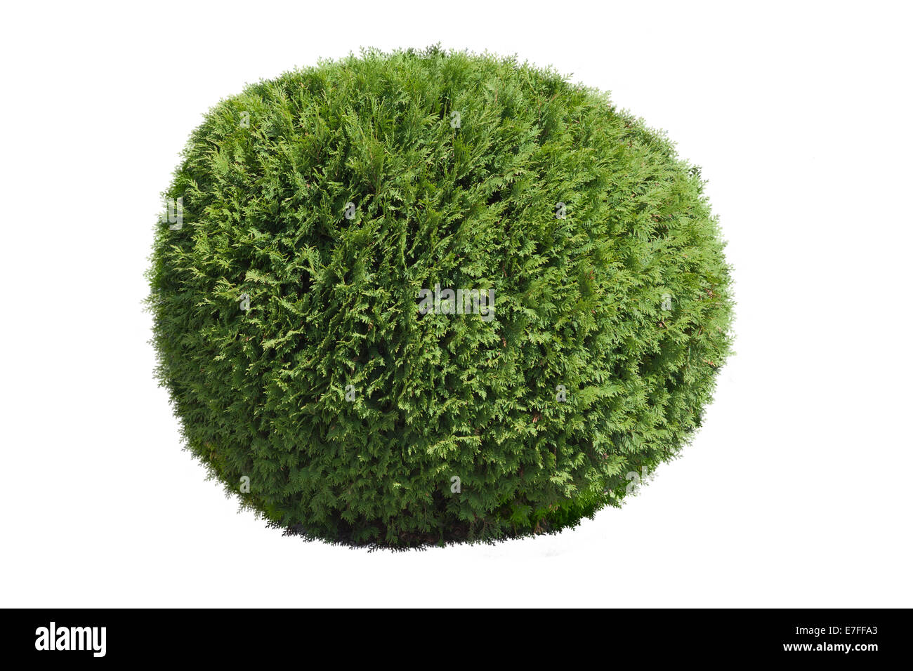 Topiary bush isolated over white background Stock Photo